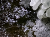 Die Sporen von Ceratiomyxa fruticulosa stehen auf Stielchen und  bilden einen pelzartigen Belag auf dem Fruchtkörper.